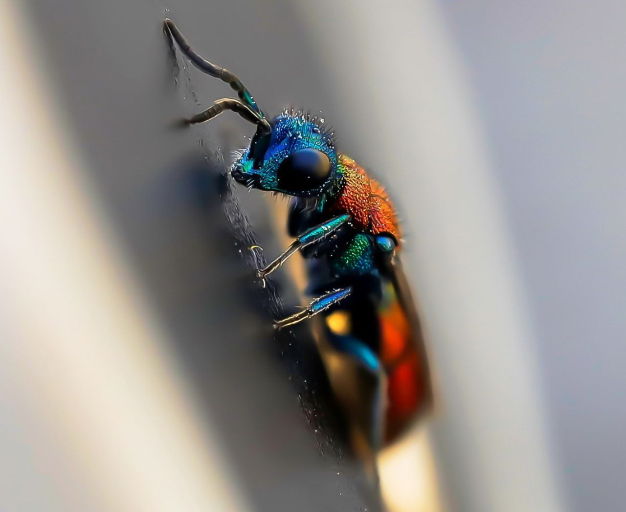 Chrysididae: Chrysura gruppo dichroa